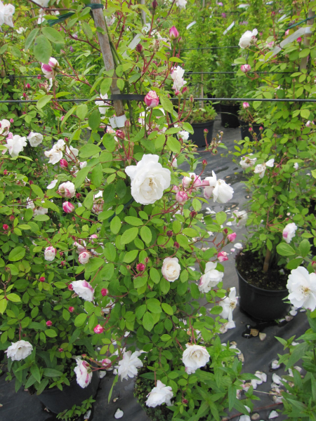 Kletterrose Venusta Pendula2